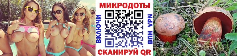 Галлюциногенные грибы Psilocybe Новосокольники